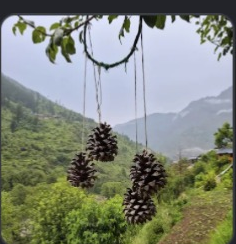 Himachal pine cones